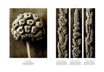 Бумажная книга «Karl Blossfeldt. The Complete Published Work», автор Ханс Христиан Адам - фото №3 - миниатюра