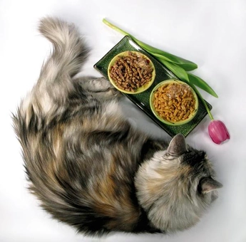 Бумажная книга «Luxury for Cats», автор Патриция Фарами - фото №7 - миниатюра