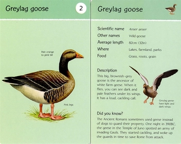 Бумажная книга «50 Birds to Spot» - фото №3 - миниатюра