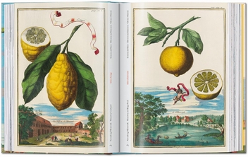 Бумажная книга «J. C. Volkamer. The Book of Citrus Fruits», автор Айрис Лаутербах - фото №5 - миниатюра