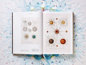 Бумажная книга «The Art and Science of Ernst Haeckel», авторов Райнер Вилльманн, Джулия Восс - фото №6 - миниатюра
