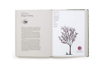 Бумажная книга «Story of Trees. And How They Changed the Way We Live», авторов Дэвид Уэст, Кевин Хоббс - фото №2 - миниатюра