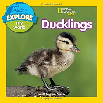 Бумажная книга «Explore My World: Ducklings», автор Марф Фергюсон Делано - фото №1 - миниатюра