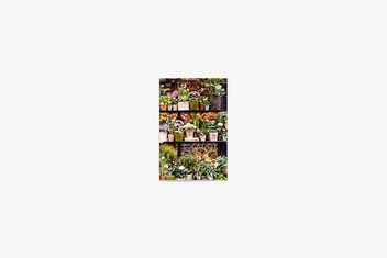 Бумажная книга «Paris in Bloom Notecards», автор Джорджанна Лейн - фото №7 - миниатюра