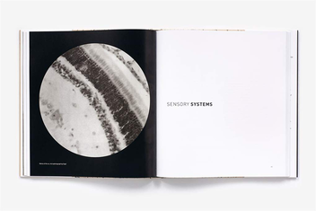 Паперова книга «The Beautiful Brain: The Drawings of Santiago Ramon y Cajal», авторів Альфонсо Араке, Ерік Ньюман, Ларрі Свенсон - фото №5 - мініатюра
