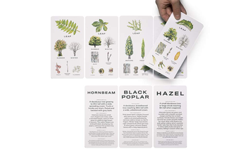 Паперова книга «Tree Vision. Know Your Trees in 30 Cards», автор Тоні Кіркхем - фото №5 - мініатюра