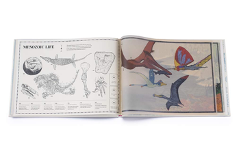 Паперова книга «How Life on Earth Began. Fossils. Dinosaurs. The First Humans», автор Айна Бестард - фото №2 - мініатюра
