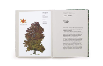 Бумажная книга «Story of Trees. And How They Changed the Way We Live», авторов Дэвид Уэст, Кевин Хоббс - фото №6 - миниатюра