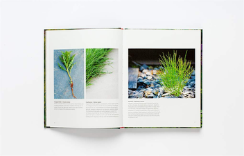 Паперова книга «Wild about Weeds. Garden Design with Rebel Plants», автор Джек Воллінгтон - фото №5 - мініатюра