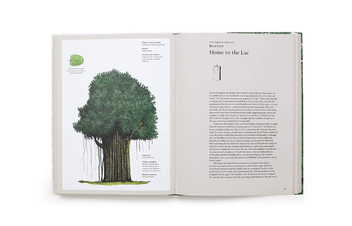 Бумажная книга «Story of Trees. And How They Changed the Way We Live», авторов Дэвид Уэст, Кевин Хоббс - фото №7 - миниатюра