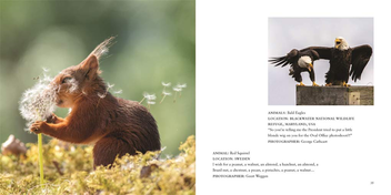 Бумажная книга «Comedy Wildlife Photography Awards», авторов Пол Джойнсон-Хикс, Том Саллам - фото №4 - миниатюра