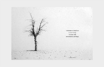 Бумажная книга «The Book of the Tree. Trees in Art», авторов Ангус Хайленд, Кендра Уилсон - фото №3 - миниатюра