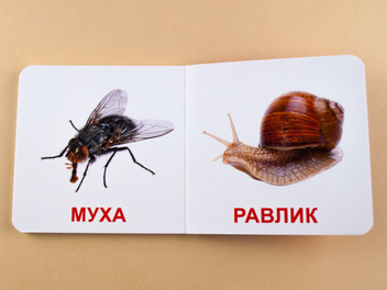 Бумажная книга «Комахи. Книжка для найменших» - фото №4 - миниатюра
