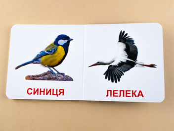 Бумажная книга «Птахи. Книжка для найменших» - фото №4 - миниатюра