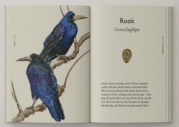 Бумажная книга «The Book of Birds: A Field Guide to Wonder and Loss», авторов Джеки Моррис, Роберт Макфарлейн - фото №6 - миниатюра
