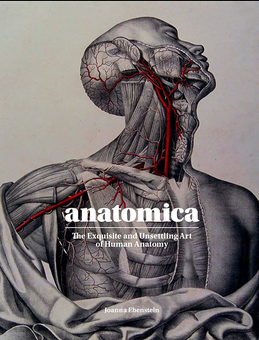 Бумажная книга «Anatomica. The Exquisite and Unsettling Art of Human Anatomy», автор Джоанна Эбенштейн - фото №1 - миниатюра