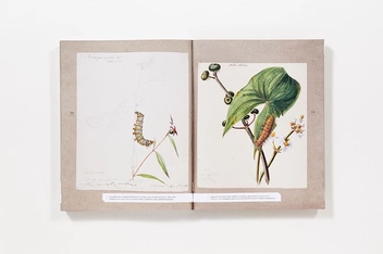 Бумажная книга «The Butterflies of North America: Titian Peale's Lost Manuscript» - фото №3 - миниатюра