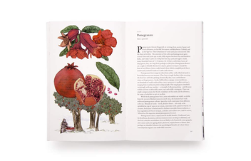 Паперова книга «Around the World in 80 Trees», автор Джонатан Дрорі - фото №4 - мініатюра