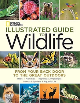 Бумажная книга «Illustrated Guide to Wildlife » - фото №1 - миниатюра