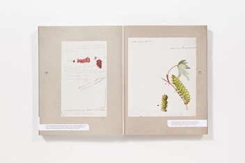 Бумажная книга «The Butterflies of North America: Titian Peale's Lost Manuscript» - фото №5 - миниатюра