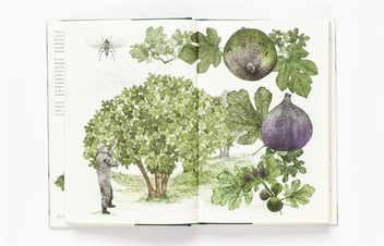 Бумажная книга «Around the World in 80 Trees», автор Джонатан Дрори - фото №4 - миниатюра