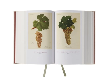 Бумажная книга «Wine Grapes. A complete guide to 1,368 vine varieties, including their origins and flavours», авторов Джулия Хардинг, Янсис Робинсон, Хосе Вуйамоз - фото №10 - миниатюра