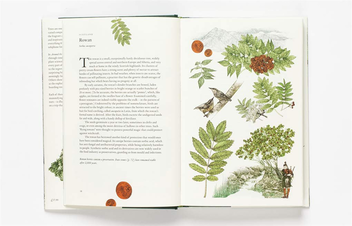 Бумажная книга «Around the World in 80 Trees», автор Джонатан Дрори - фото №6 - миниатюра