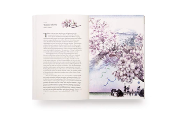 Паперова книга «Around the World in 80 Trees», автор Джонатан Дрорі - фото №6 - мініатюра