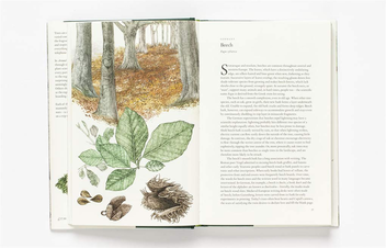 Бумажная книга «Around the World in 80 Trees», автор Джонатан Дрори - фото №7 - миниатюра