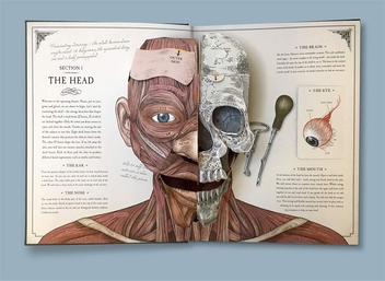 Паперова книга «The Human Body», автор Річард Уокер - фото №2 - мініатюра