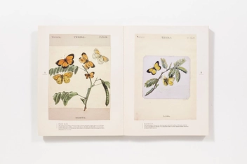 Бумажная книга «The Butterflies of North America: Titian Peale's Lost Manuscript» - фото №8 - миниатюра
