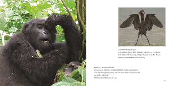 Бумажная книга «Comedy Wildlife Photography Awards», авторов Пол Джойнсон-Хикс, Том Саллам - фото №6 - миниатюра