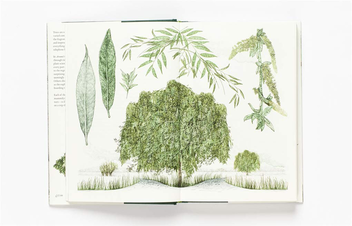 Бумажная книга «Around the World in 80 Trees», автор Джонатан Дрори - фото №8 - миниатюра