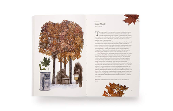 Паперова книга «Around the World in 80 Trees», автор Джонатан Дрорі - фото №7 - мініатюра