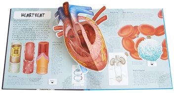 Паперова книга «Pop-Up Facts. Human Body», авторів Емілі Хокінс, Сью Харріс - фото №4 - мініатюра