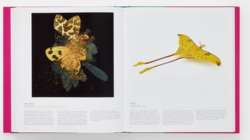 Бумажная книга «Butterfly: Exploring the World of Lepidoptera», автор Редакторы "Phaidon" - фото №11 - миниатюра
