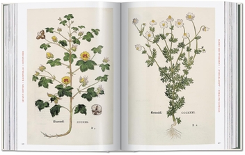 Paper book «Leonhart Fuchs: The New Herbal», author Werner Dressendörfer - фото №7 - миниатюра