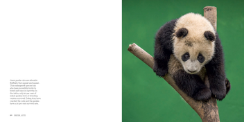 Бумажная книга «Panda Love », автор Ами Витале - фото №4 - миниатюра