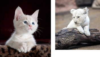 Бумажная книга «This Book Is Literally Just Pictures of Cute Animals That Will Make You Feel Better» - фото №3 - миниатюра