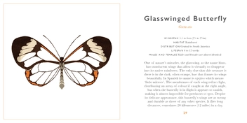 Бумажная книга «The Little Guide to Butterflies» - фото №4 - миниатюра