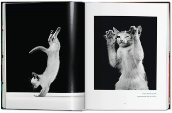 Паперова книга «Walter Chandoha. Cats. Photographs 1942–2018», авторів Волтер Чандоха, Сюзан Майклз - фото №9 - мініатюра