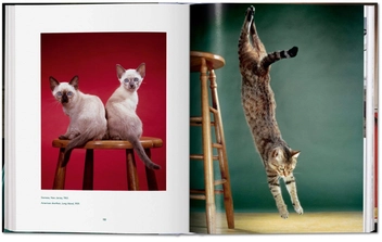 Паперова книга «Walter Chandoha. Cats. Photographs 1942–2018», авторів Волтер Чандоха, Сюзан Майклз - фото №11 - мініатюра