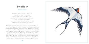 Бумажная книга «Little Guide to Birds», автор Элисон Дэвис - фото №7 - миниатюра