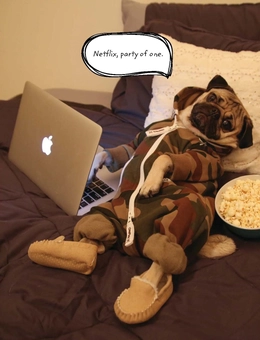 Бумажная книга «Doug The Pug: The King of the Internet», автор Лесли Мосье - фото №3 - миниатюра