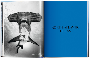 Паперова книга «Michael Muller. Sharks, Face-to-Face with the Ocean's Endangered Predator » - фото №5 - мініатюра