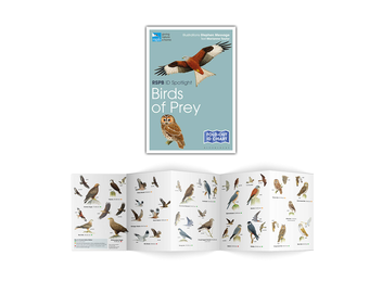 Бумажная книга «RSPB ID Spotlight. British Birds of Prey», автор Марианна Тейлор - фото №2 - миниатюра