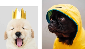 Бумажная книга «This Book Is Literally Just Pictures of Cute Animals That Will Make You Feel Better» - фото №4 - миниатюра