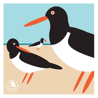 Паперова книга «I Like Birds: Oyster Catcher Boxed Notecards» - фото №1 - мініатюра