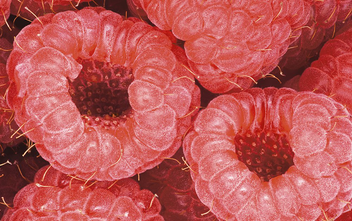 Бумажная книга «Photography of Modernist Cuisine», автор Натан Мирволд - фото №6 - миниатюра