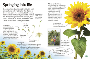 Паперова книга «Flowers. Explore Nature with Fun Facts and Activities» - фото №4 - мініатюра